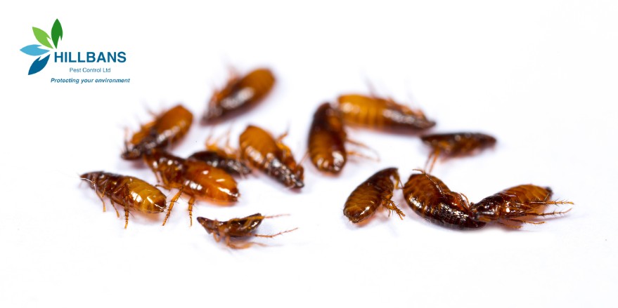 Pest Control in Rental Property