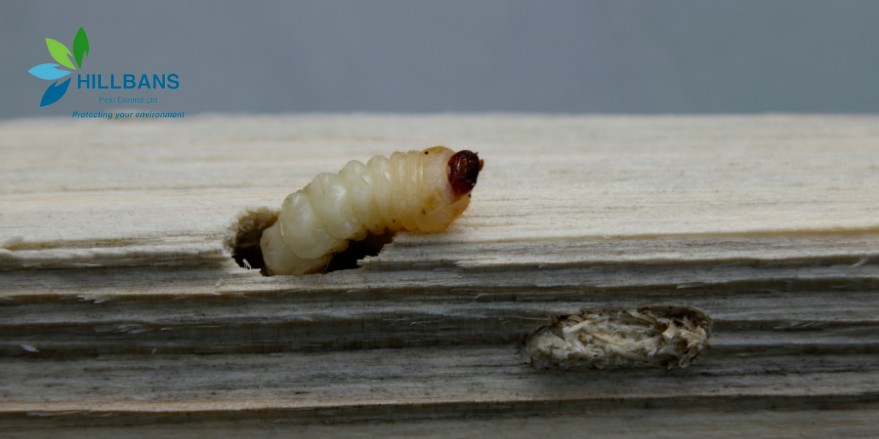 How to Treat Woodworm