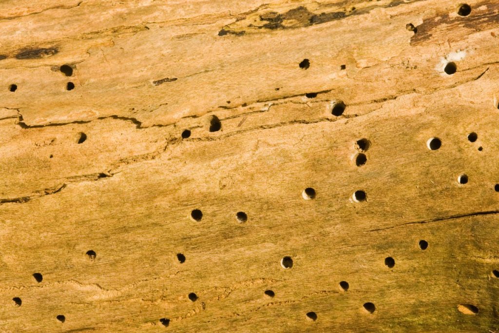 woodworm-treatment