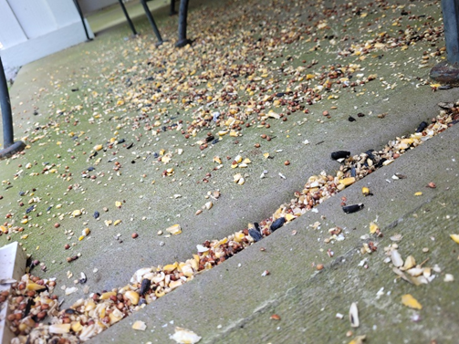 messy bird seed on floor hillbans