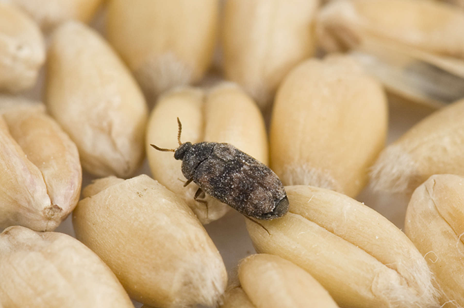 Carpet Beetles 