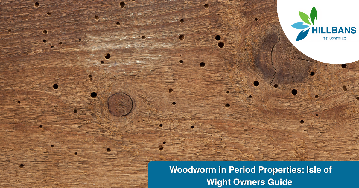 Woodworm in Period Properties