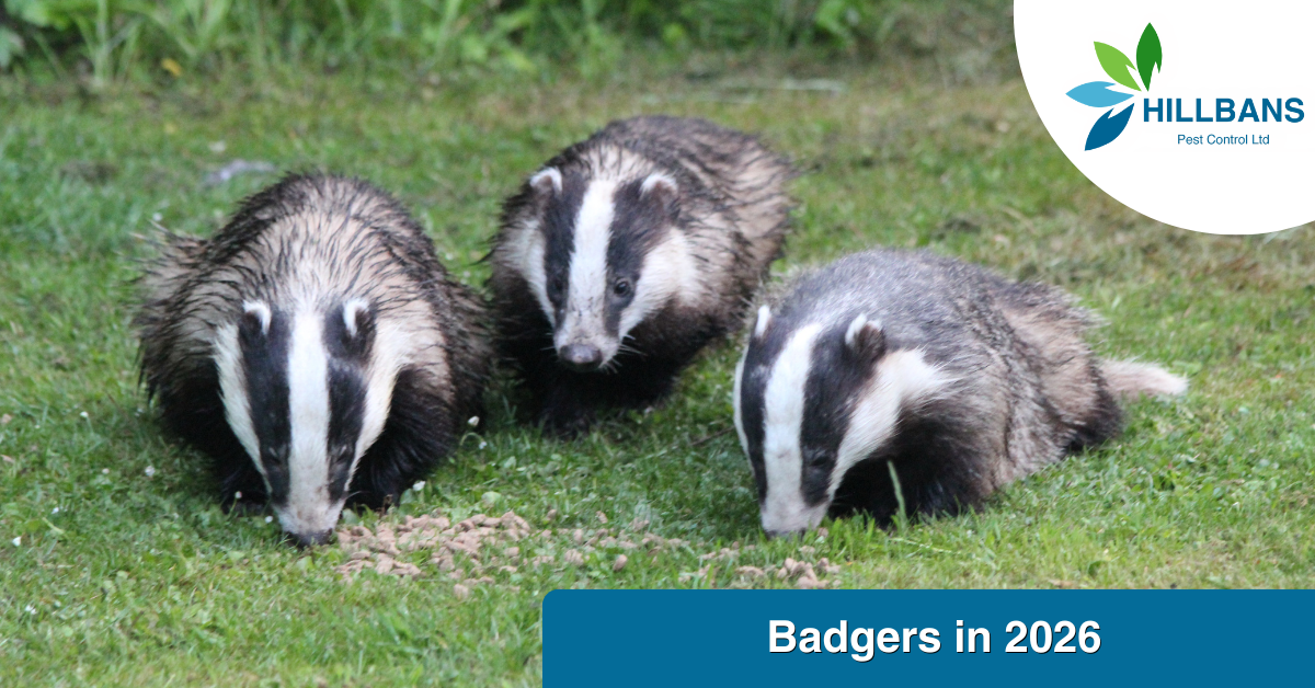 Badgers in 2026