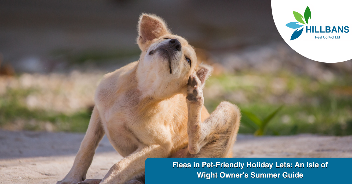 Fleas in Pet Friendly Holiday Lets