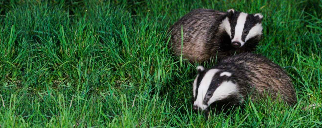 Badgers in garden 