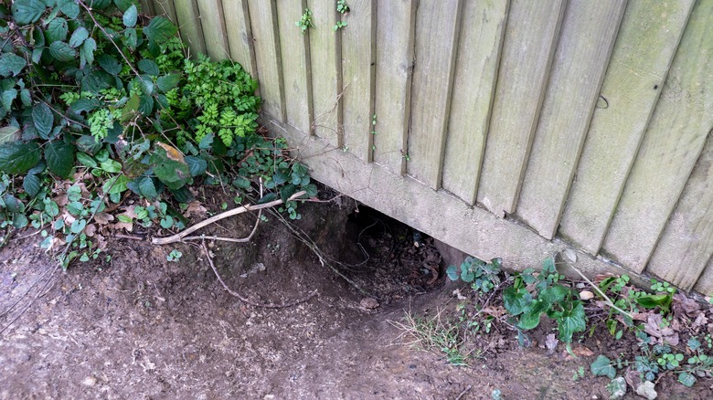 Badger Entry Point 