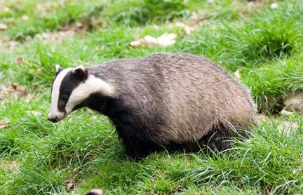 Badger in garden
