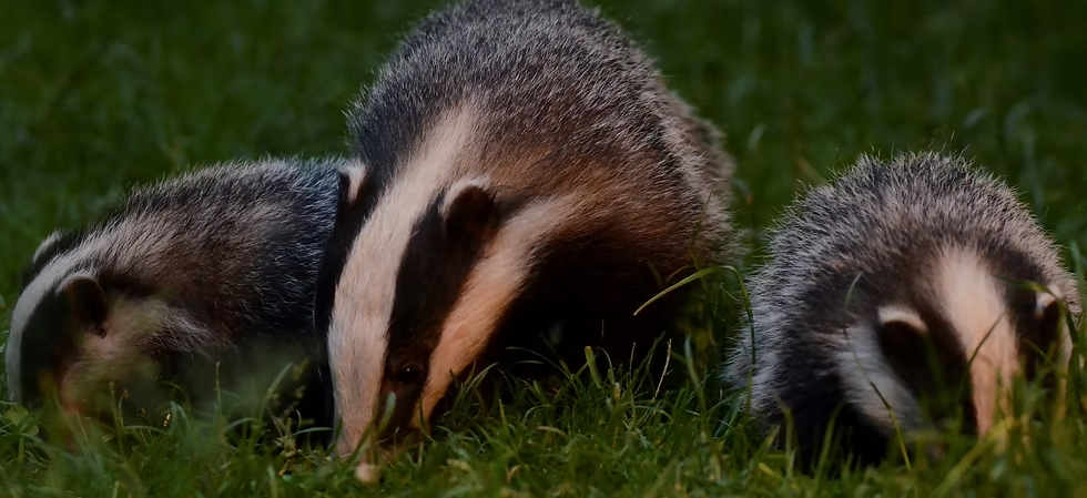 Set of badgers 
