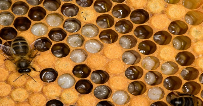 Picture of grubs/larvue of a bee 