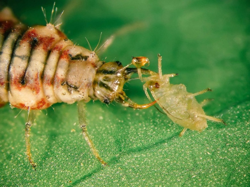 Insect eating an aphid