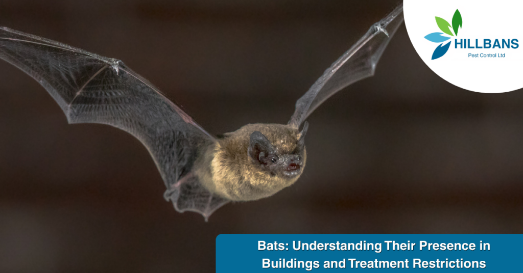 Bats: Understanding Their Presence in Buildings and Treatment Restrictions