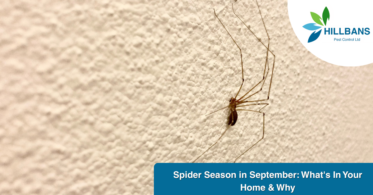 Spider-Season-in-September-Whats-in-your-home-Why.png