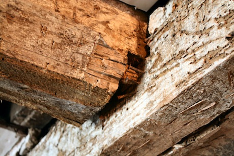 Woodworm Hillbans Pest Control