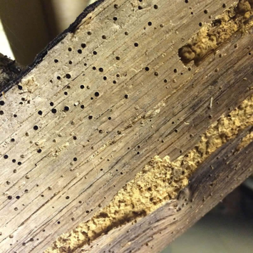 Woodworm Damage Hillbans