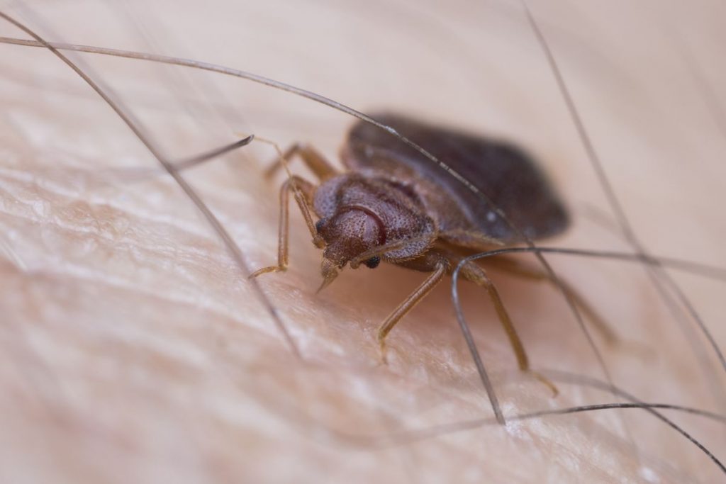 Bed Bug on Human Skin