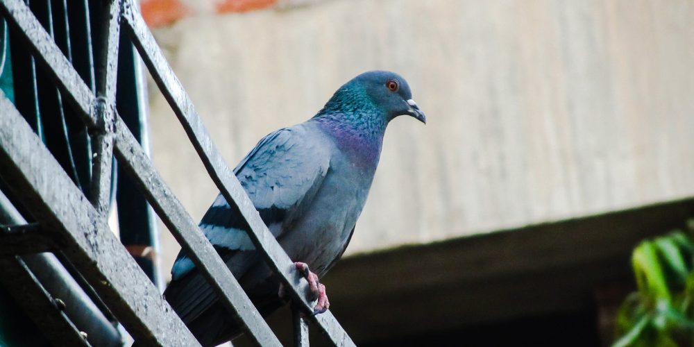 Problems Caused By Birds On Commercial Properties