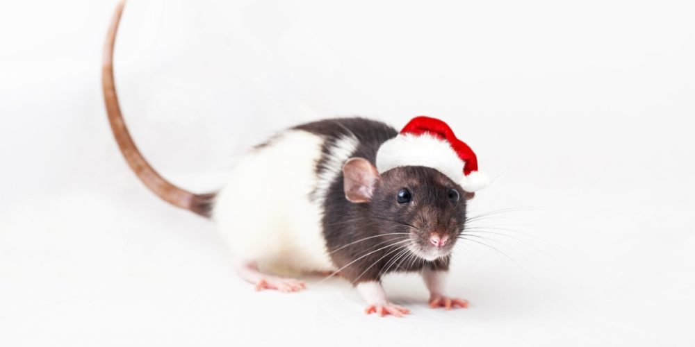 Hillbans Christmas rat